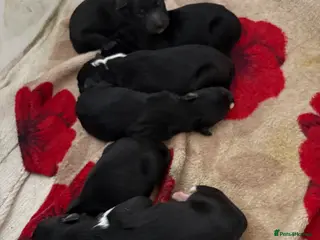 Mixed Breed dogs Collie x Kelpie puppies available! - Advert 13