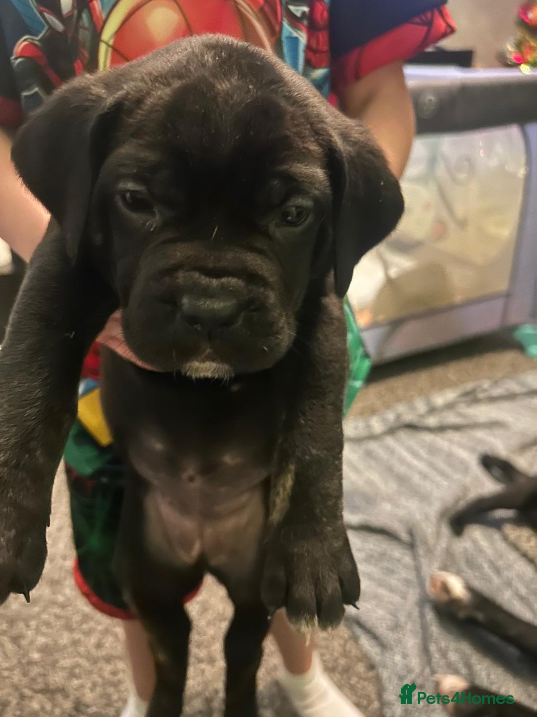 Cane Corso dogs for sale: Full Cane Corso Puppies x5 girls x5 Boys - Advert 16