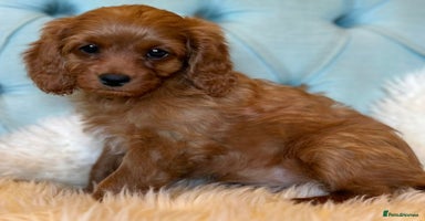 Cavapoo dogs - Advert 10