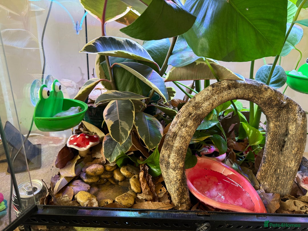 Frog reptiles for sale: Whites tree frogs with bioactive set up  - Image 9