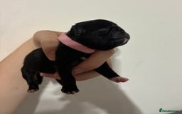 Pug dogs for sale: Pug puppies for sale  - Image 6