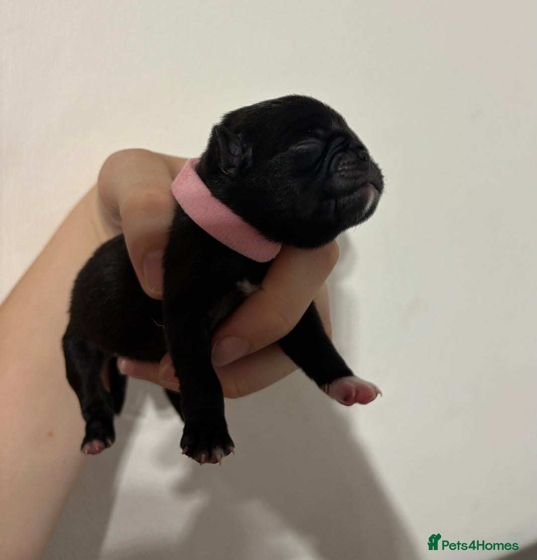 Pug dogs for sale: Pug puppies for sale  - Image 6