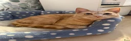 Mixed Breed cats for sale: Ginger cat for sale - Advert 7