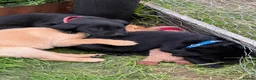 Labrador Retriever dogs for sale: Excellent KC reg-health checked home bred line in Lancaster - Advert 6