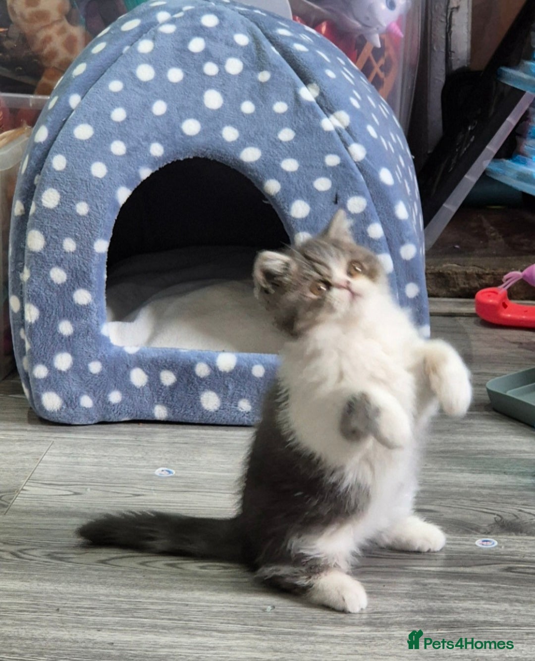 Persian cats for sale: Beautiful friendly pedigree shorthair Persian  - Advert 7