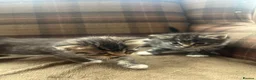 Mixed Breed cats for sale: Two Gorgeous Fluffy Female Kittens for Sale - Advert 8