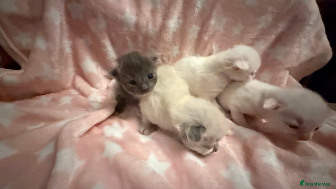 Ragdoll cats for sale: Stunning Ragdoll Kittens girl and boys  - Advert 4