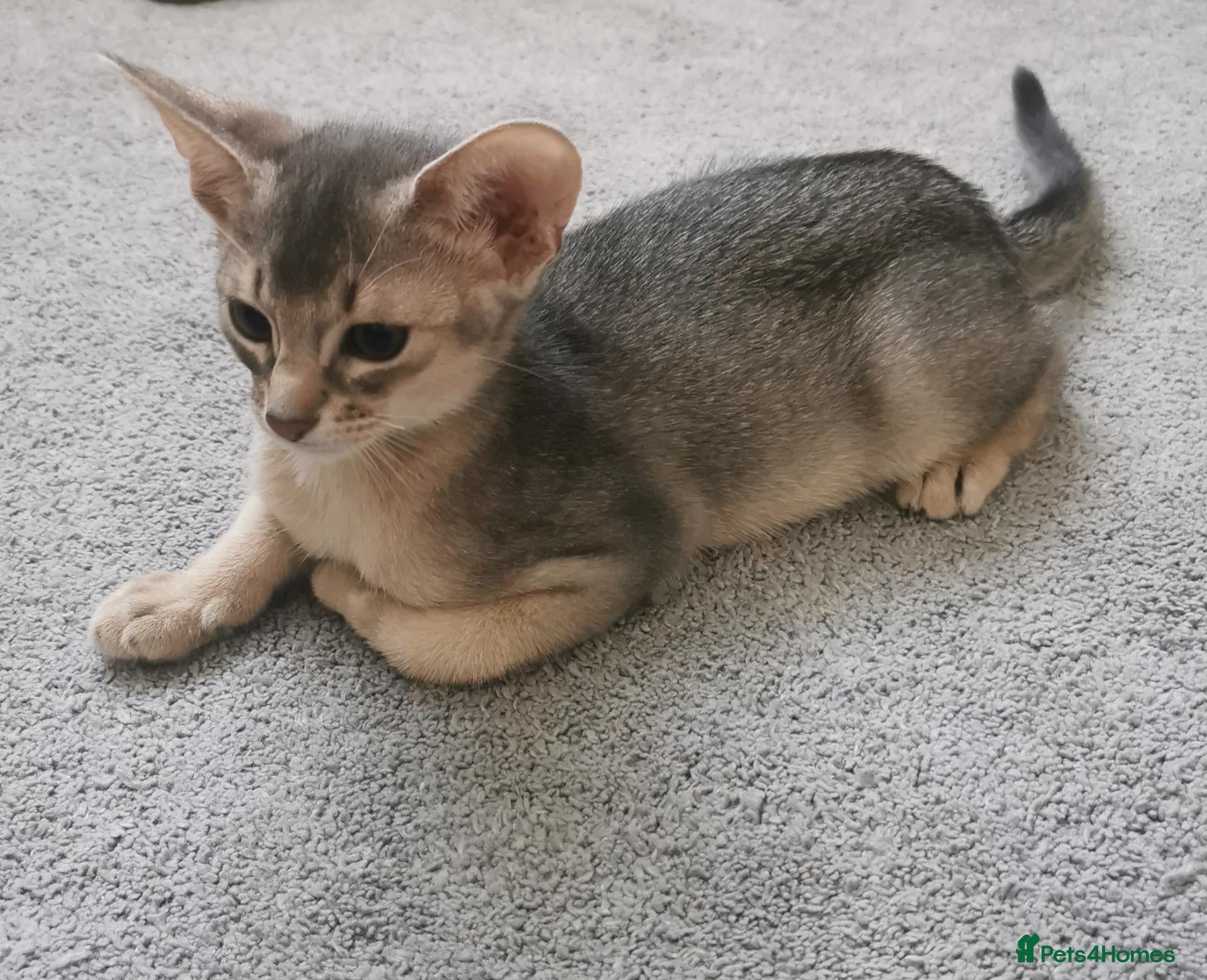 Abyssinian cats Beautiful Abysinian Kittens ready for reservation  - Advert 2