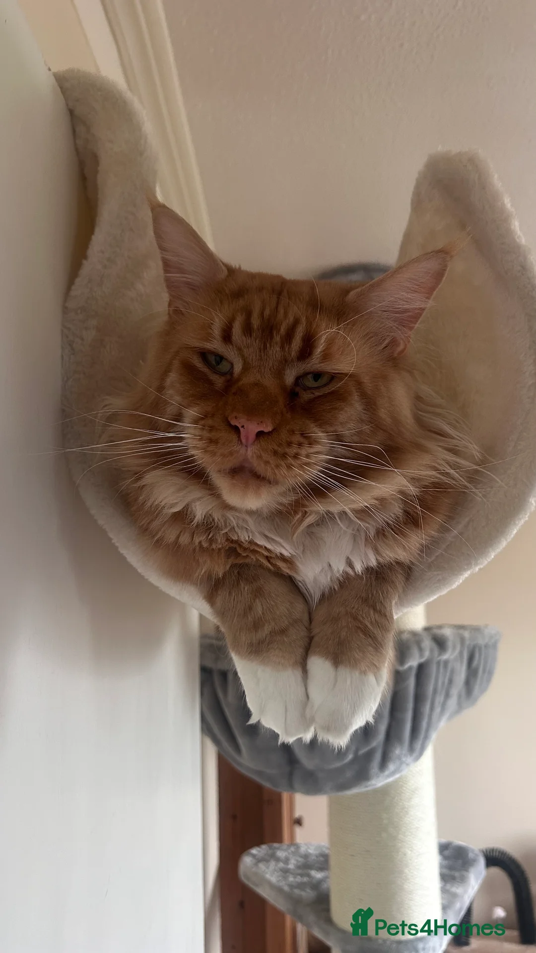 Maine Coon cats for sale: 5 Beautiful Mainecoon Kittens ❤️  - Advert 30