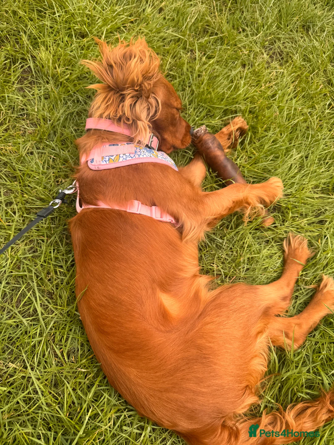 Cavalier King Charles Spaniel dogs for sale: Female KC Cavallier - Advert 6