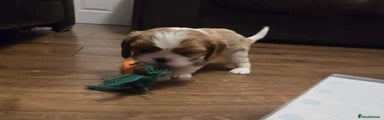 Cavalier King Charles Spaniel Puppy 4