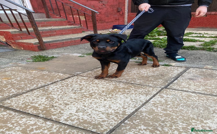 Rottweiler dogs - Advert 1