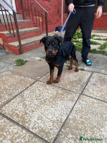 Rottweiler dogs - Advert 1