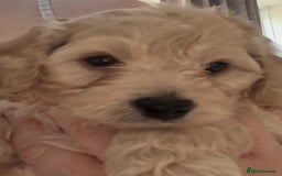 Cockapoo dogs for sale: stunning litter of cockapoo puppies  - Image 3