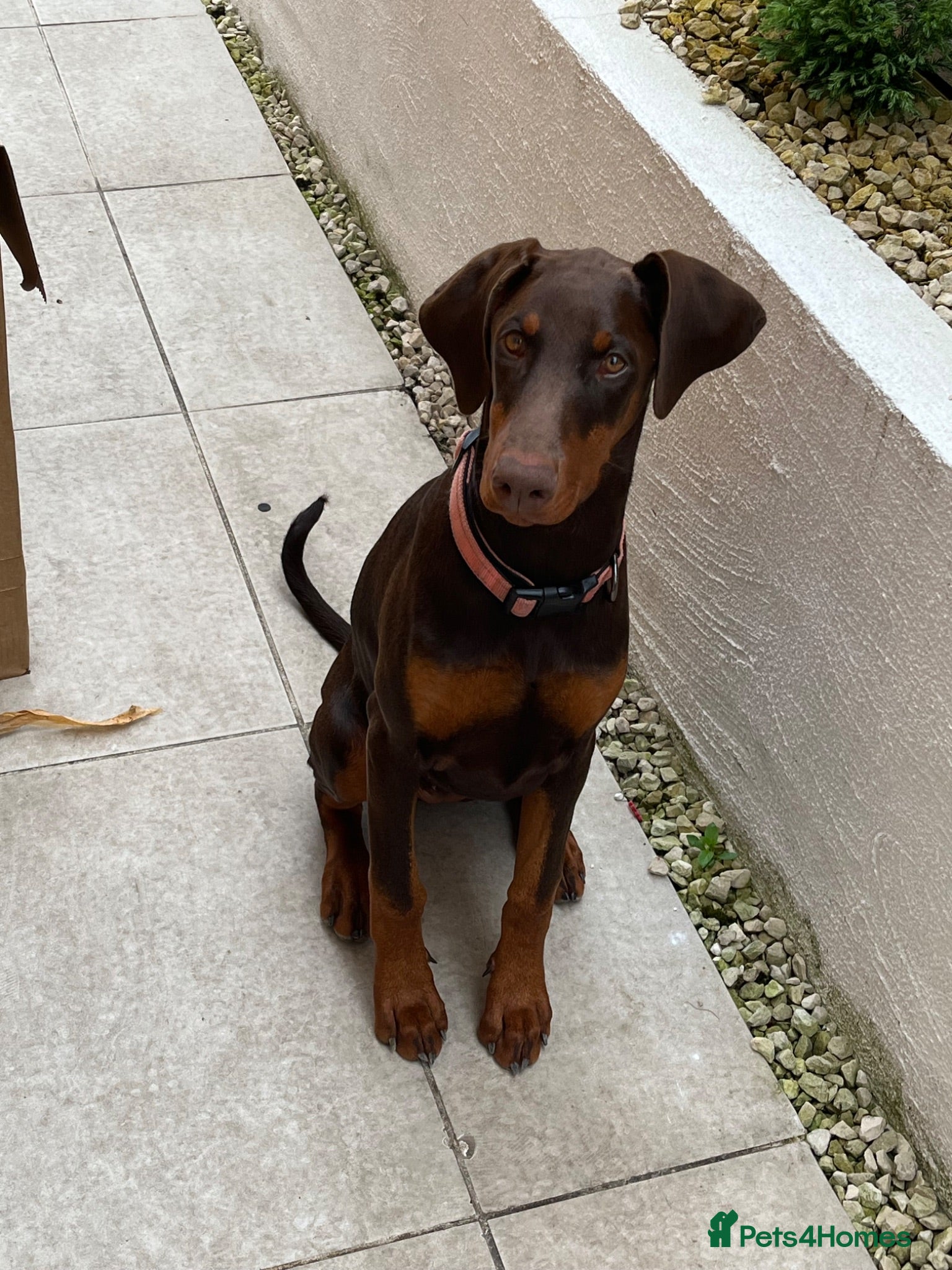 Dobermann dogs KC Registered Red/Tan Female Dobermann Puppy  - Advert 14
