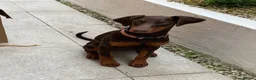 Dobermann dogs for sale: KC Registered Red/Tan Female Dobermann Puppy  in Wishaw - Advert 1