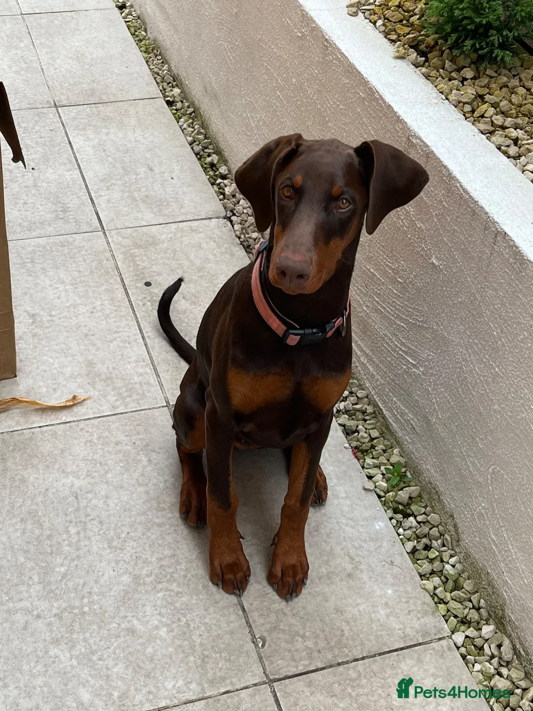 Dobermann dogs for sale: KC Registered Red/Tan Female Dobermann Puppy  in Wishaw - Advert 1