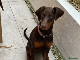 Dobermann dogs KC Registered Red/Tan Female Dobermann Puppy - Advert 7