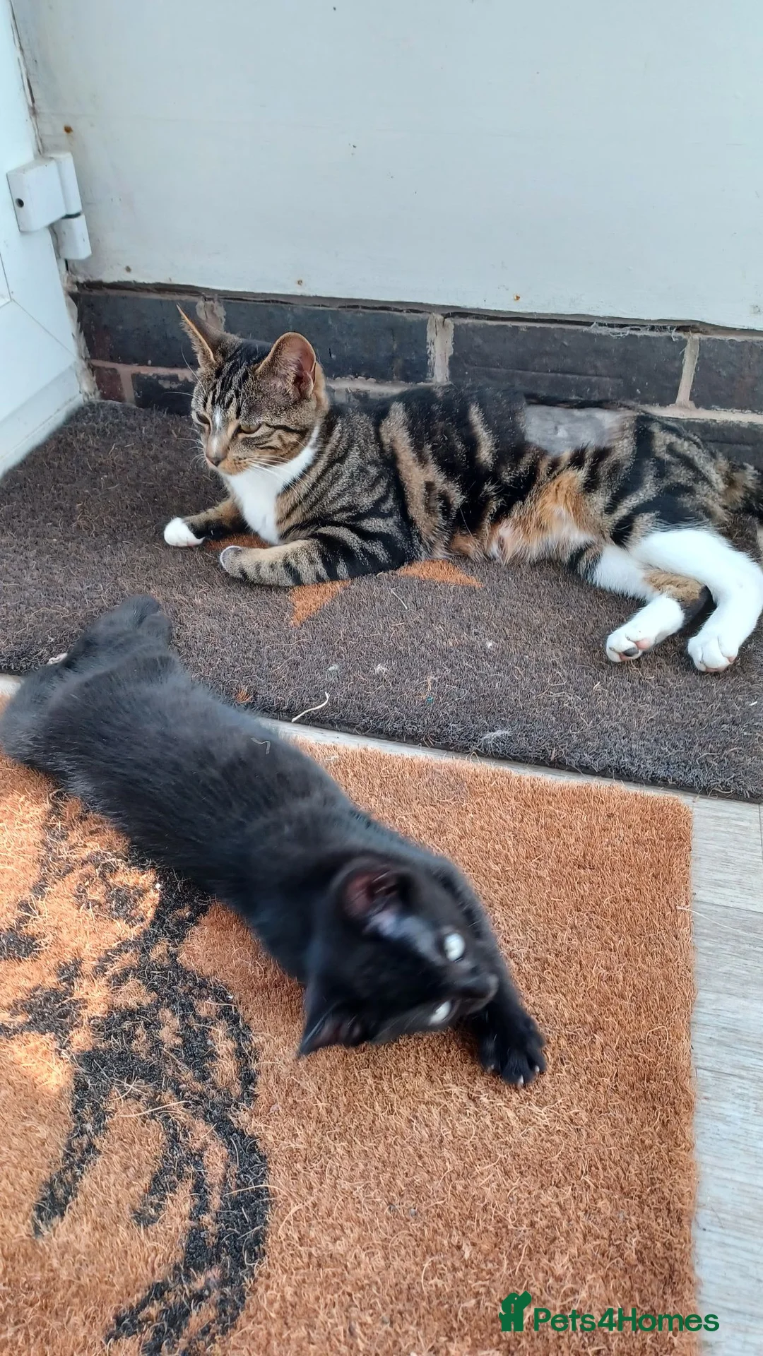 Mixed Breed cats for sale: 2 Kittens to be rehomed - Advert 11