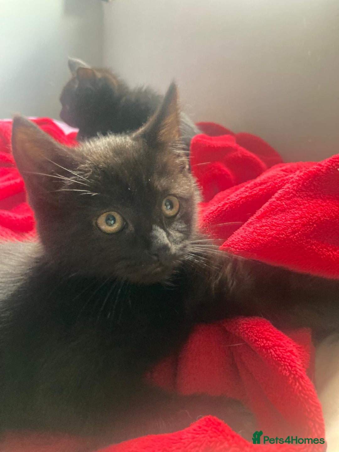 British Shorthair cats for sale: Beautiful kittens looking for new home  - Image 18