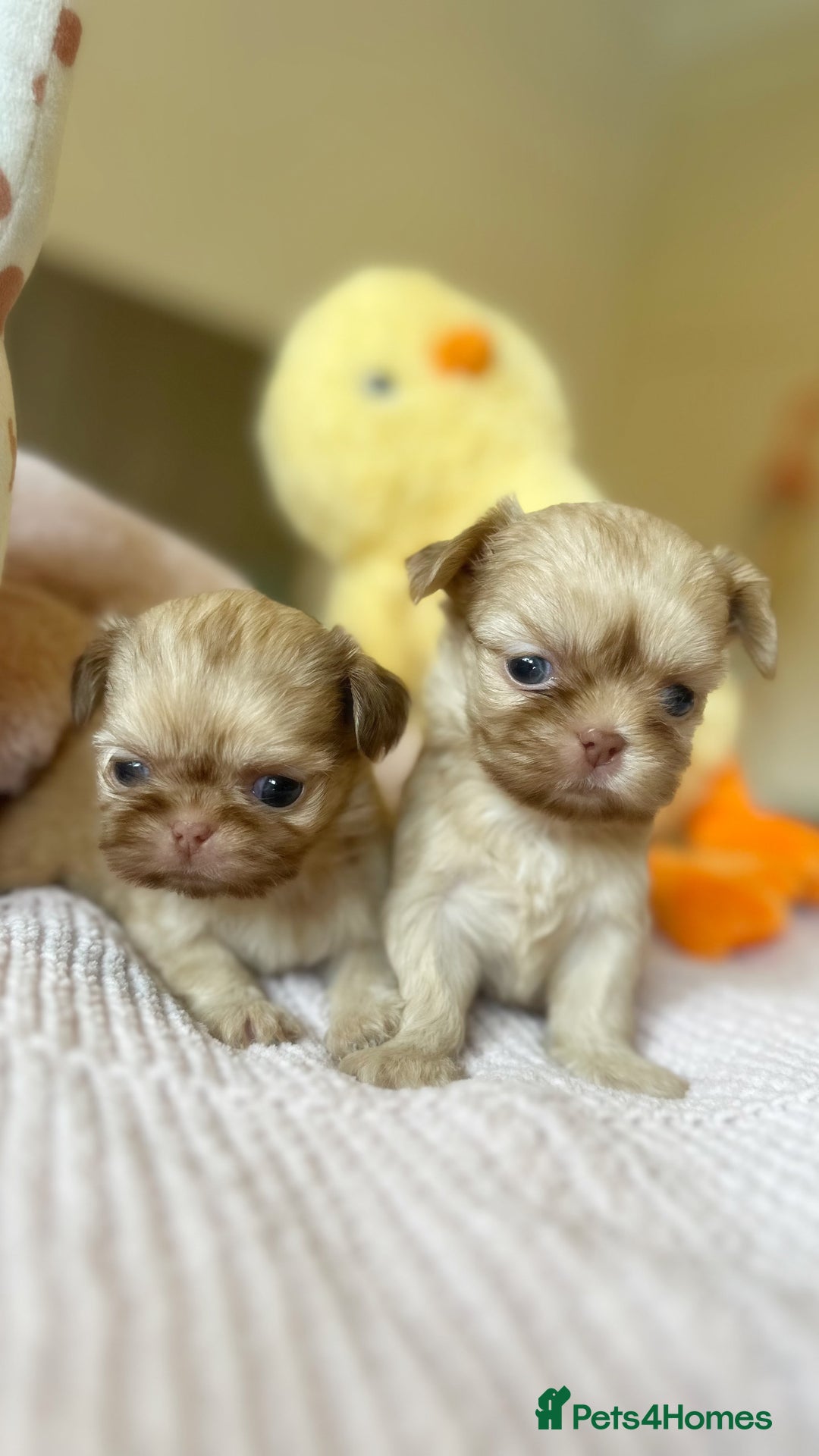 Shih Tzu dogs for sale: ONE PUPPY AVAILABLE READY NOW - Image 7