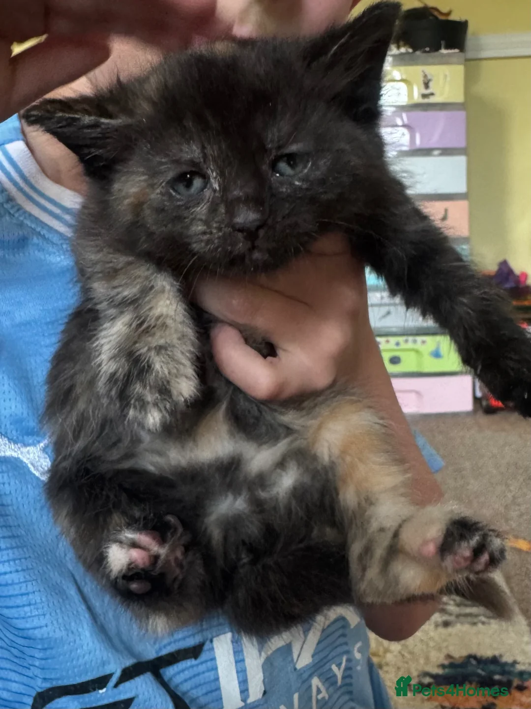 British Shorthair cats for sale: Beautiful kittens for sale  in Yeovil - Advert 5