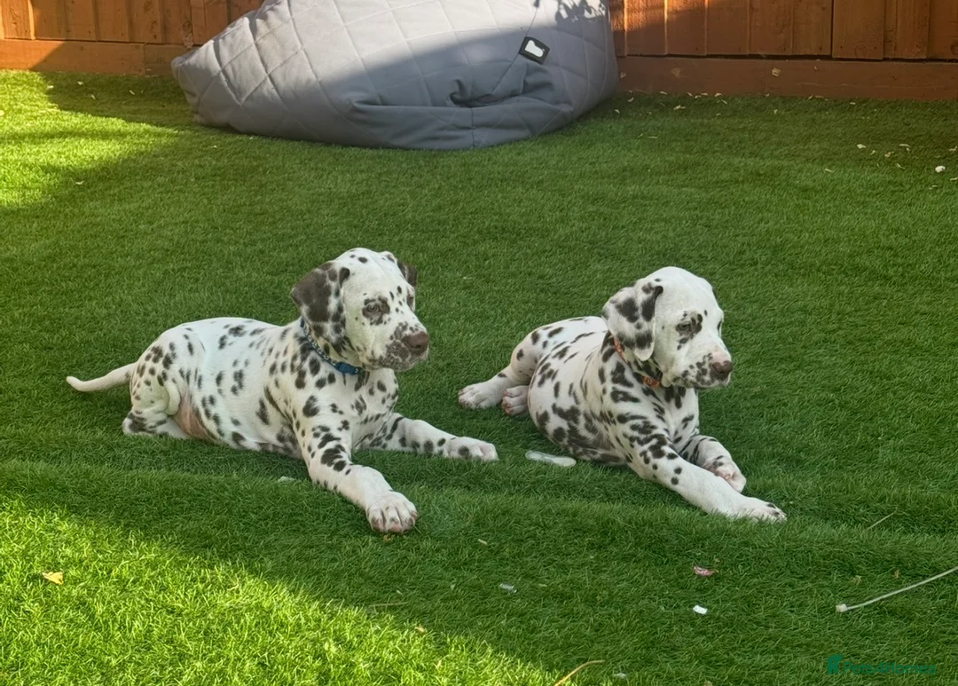 Dalmatian dogs for sale: JUST 3 BOYS LEFT READY THIS WEEK  - Advert 2