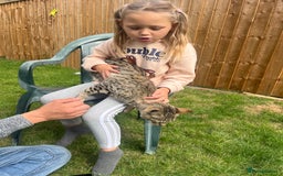 Savannah cats for sale: Full savannah girl  - Image 4