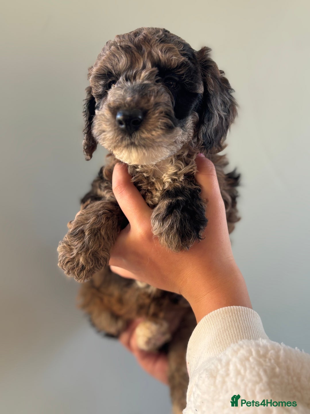 Miniature Poodle dogs for sale: Beautiful health tested miniature poodles  - Advert 20