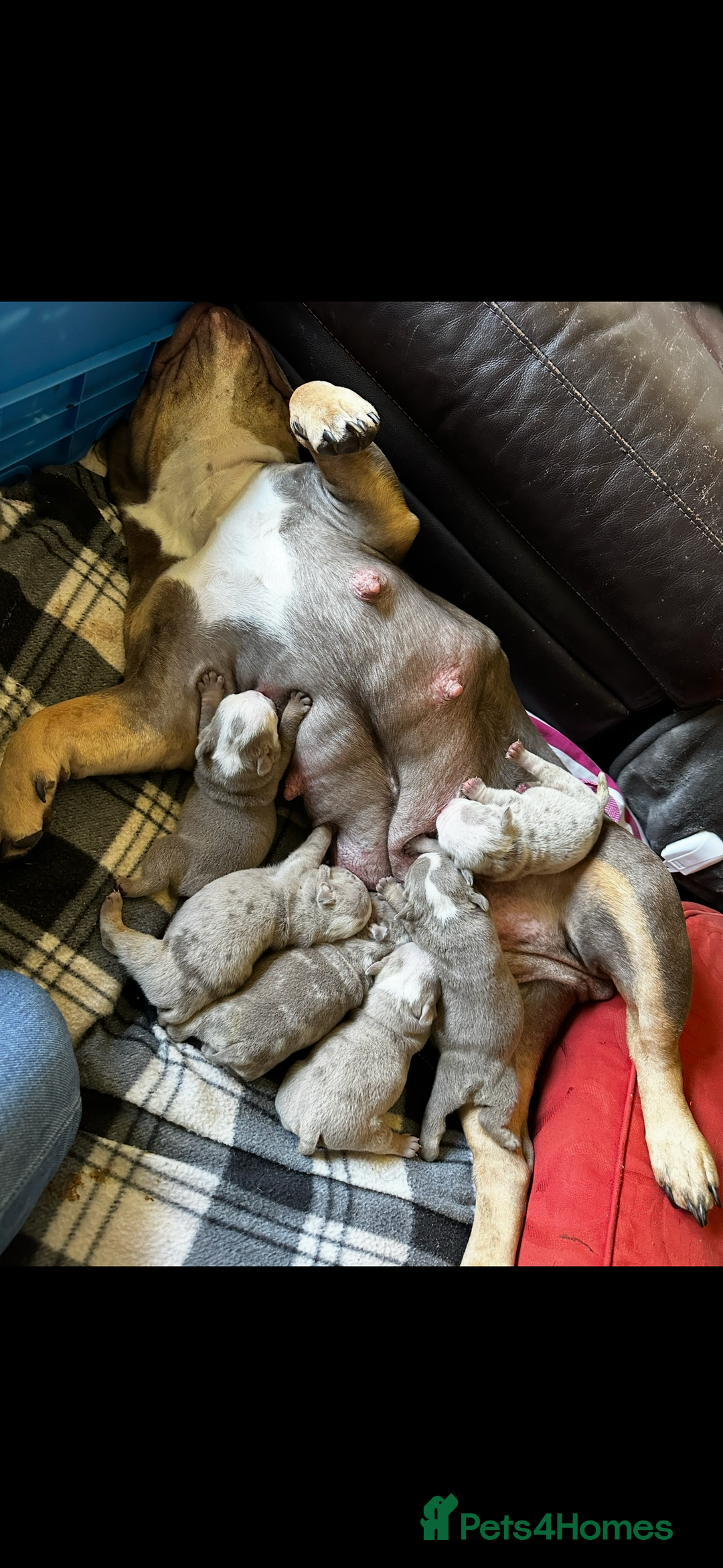 English Bulldog dogs for sale: Tiny Paws, Big Hearts – English Bulldog Puppies - Advert 10