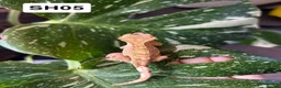 Gecko reptiles for sale: Baby Crested Geckos For Sale 🦎 - Advert 11