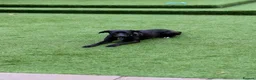 Mixed Breed dogs for adoption: Lovely Lilly - Advert 11
