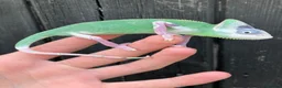 Chameleon reptiles for sale: Yemen Chameleon babies, Normal & Pieds - Advert 4