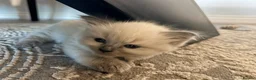 Ragdoll cats for sale: Blue/lilac Ragdoll babies - Advert 11