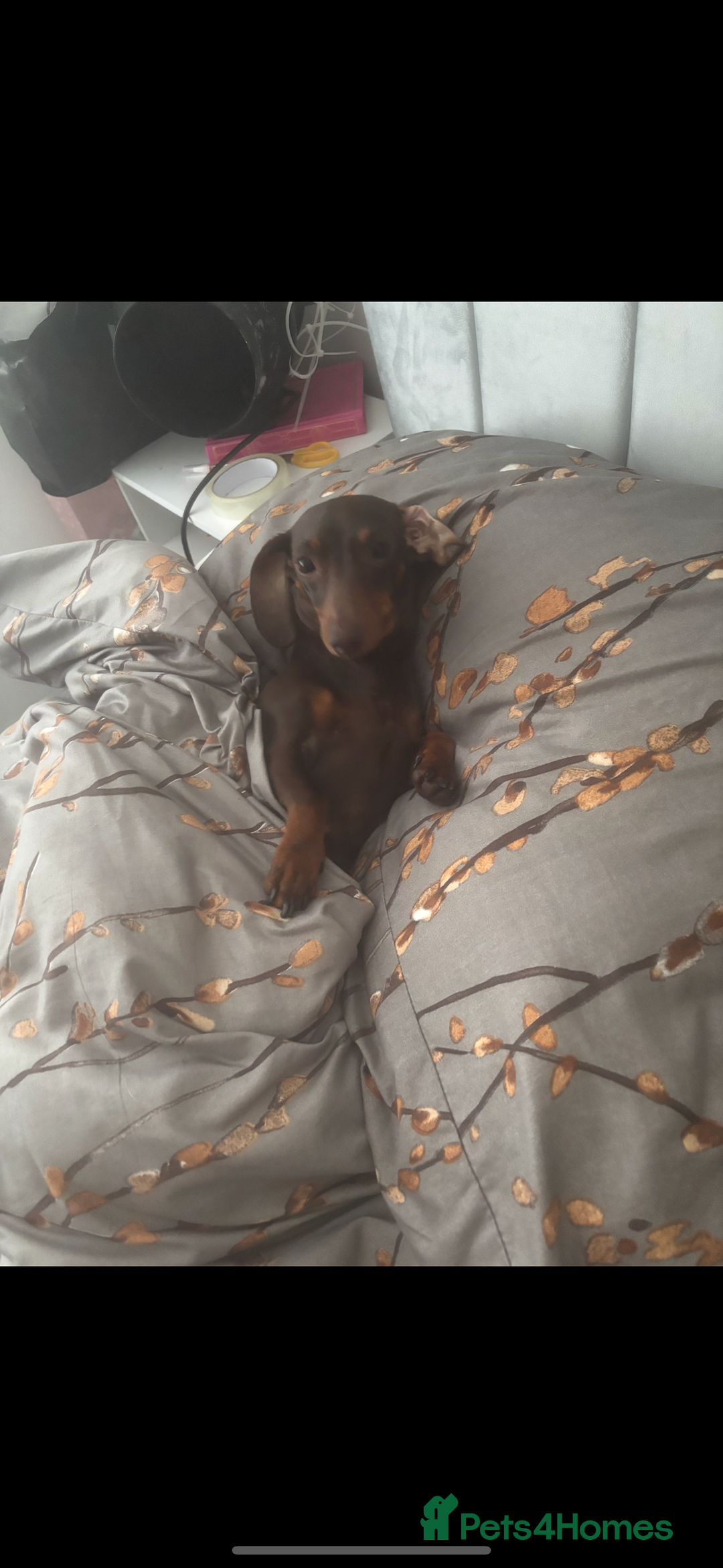 Miniature Dachshund dogs for sale: Mini dachshund pups (true real mini’s) - Image 3