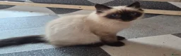 Ragdoll cats for sale: Stunning Male Ragdoll x Persian Kitten  - Advert 5