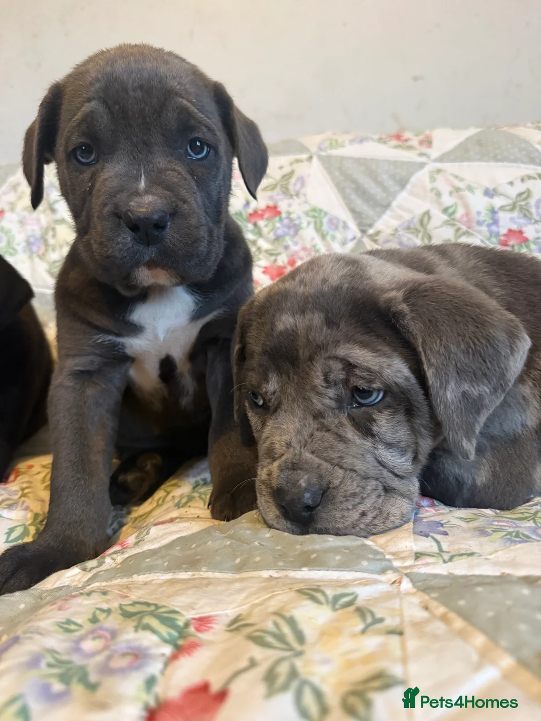 Mixed Breed dogs for sale: Cane Corso  ** tiff - Advert 3