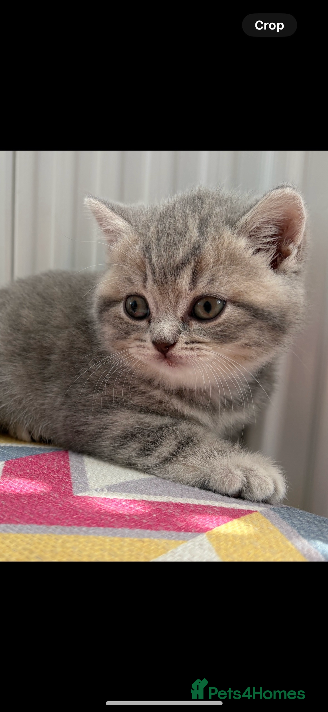 British Shorthair cats for sale: Chunky Pedigree British short hair kittens *ready* - Image 9