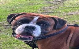 Boxer dogs for stud: Vinnie the Boxer - Image 1