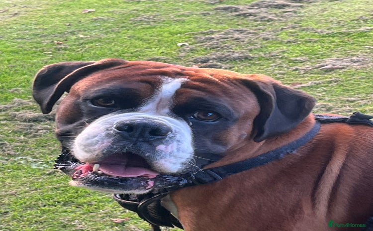 Boxer dogs - Advert 1