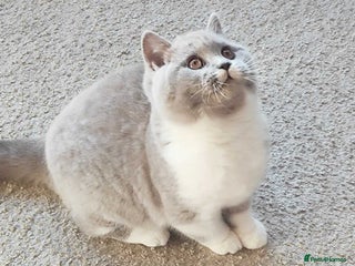 British Shorthair cats 2 Beautiful British Shorthair Girls left - Advert 1