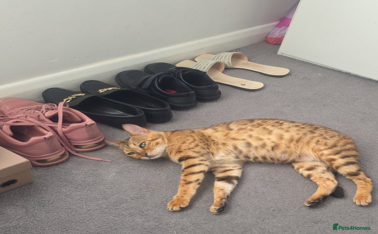 Bengal cats - Advert 1