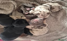 Mixed Breed dogs for sale: Cockerbull Puppies - Image 11