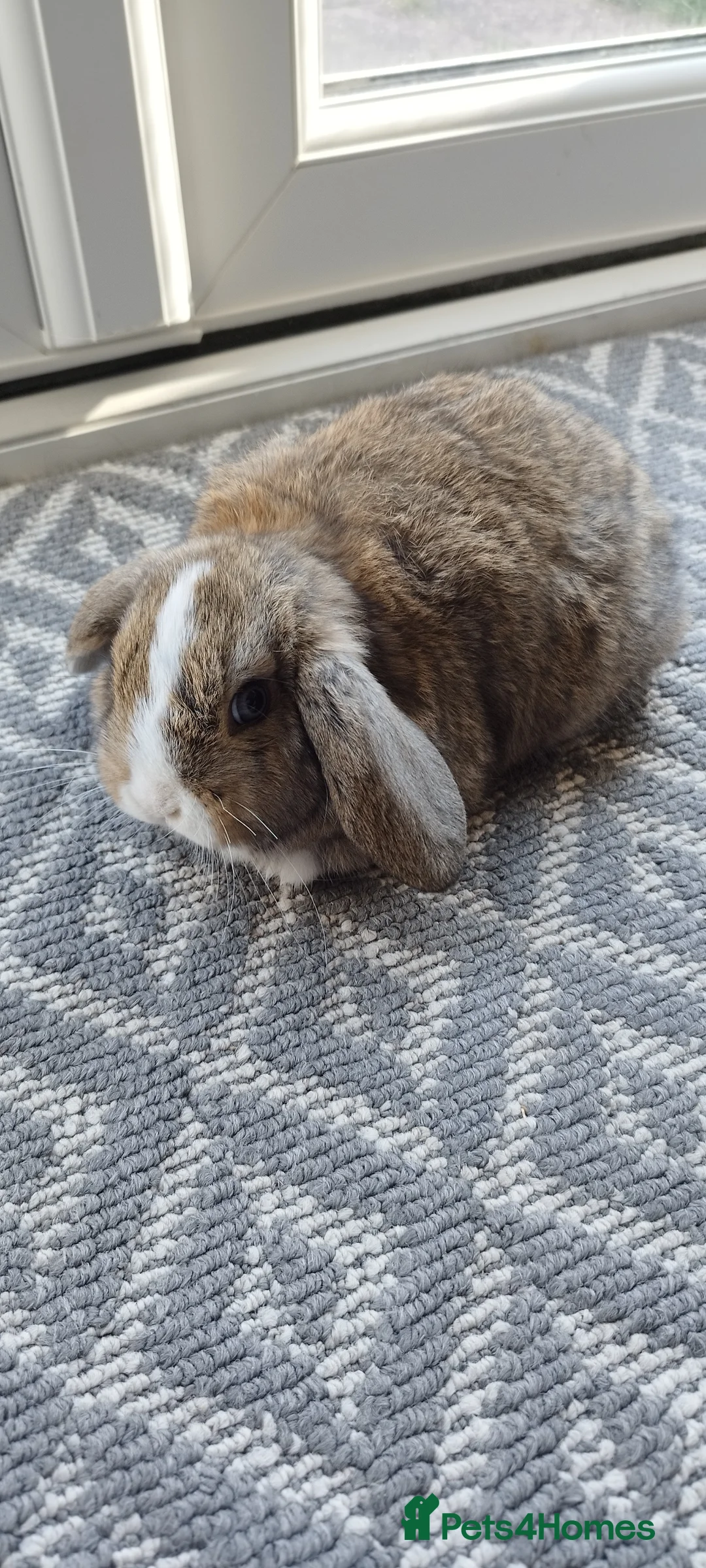Mini Lop rabbits for sale: Mini lops Bunnies  - Advert 1