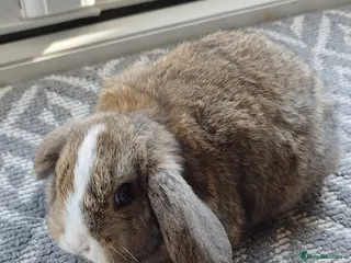Mini Lop rabbits Mini lops Bunnies - Advert 1