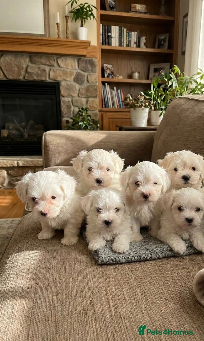 Maltese dogs I’m selling my puppies  - Advert 17