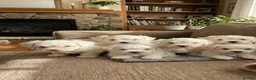 Maltese dogs for sale: I’m selling my puppies  in London - Advert 1