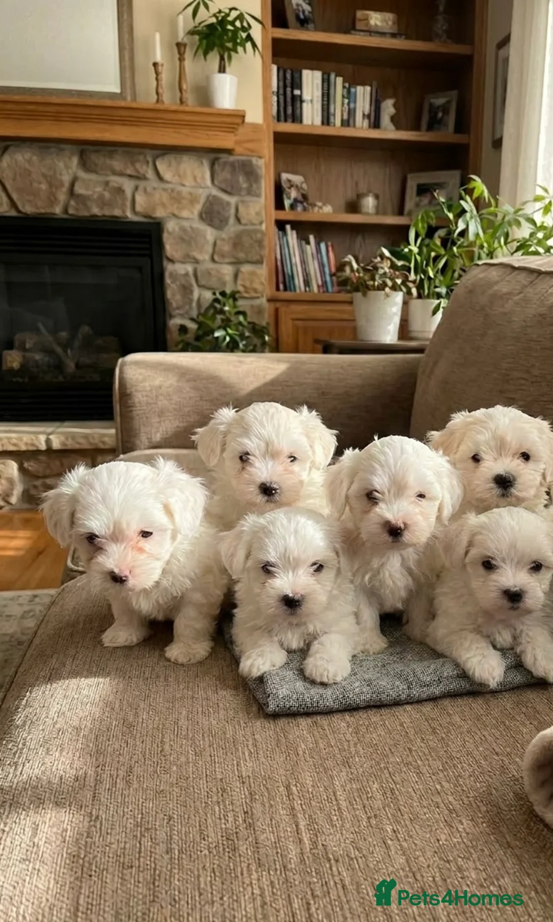 Maltese dogs for sale: I’m selling my puppies  in London - Advert 1