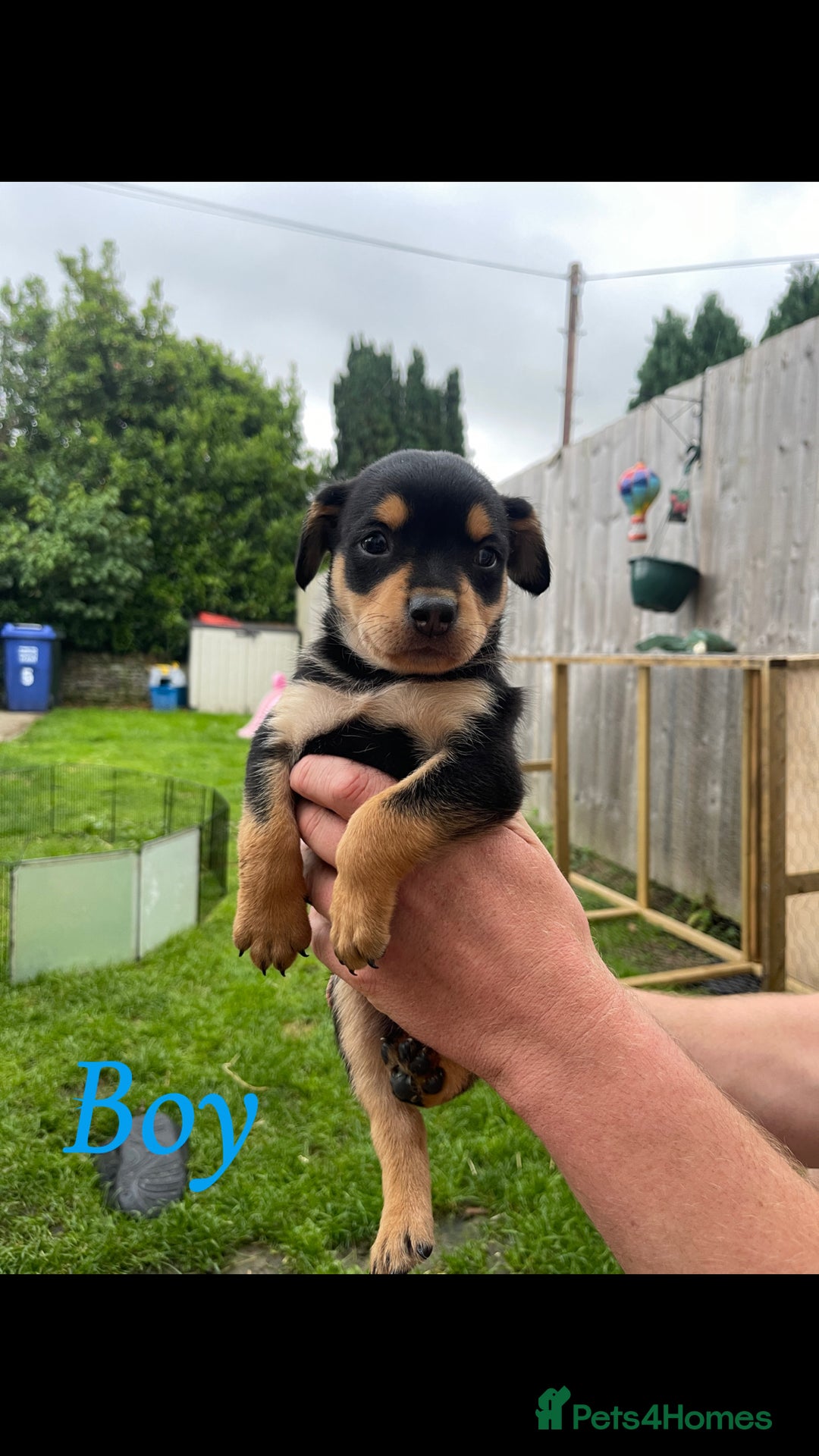 Australian Kelpie dogs for sale: Kelpie pups - Image 4