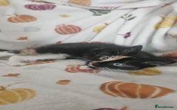 Mixed Breed cats for sale: Female kitten - Image 3